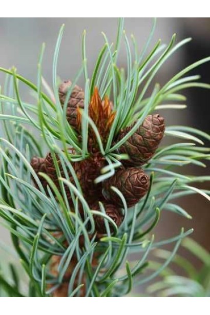 Pinus parviflora Bergman 